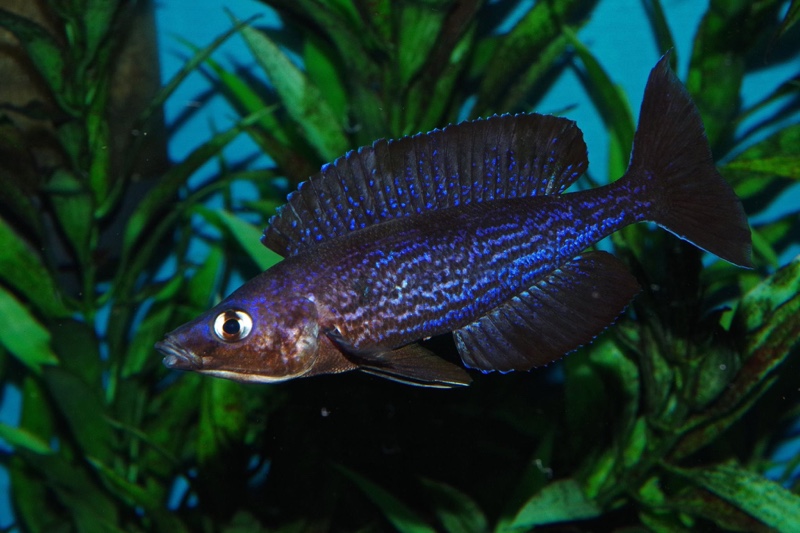 Cyprichromis microlepidotus 'Kilila'